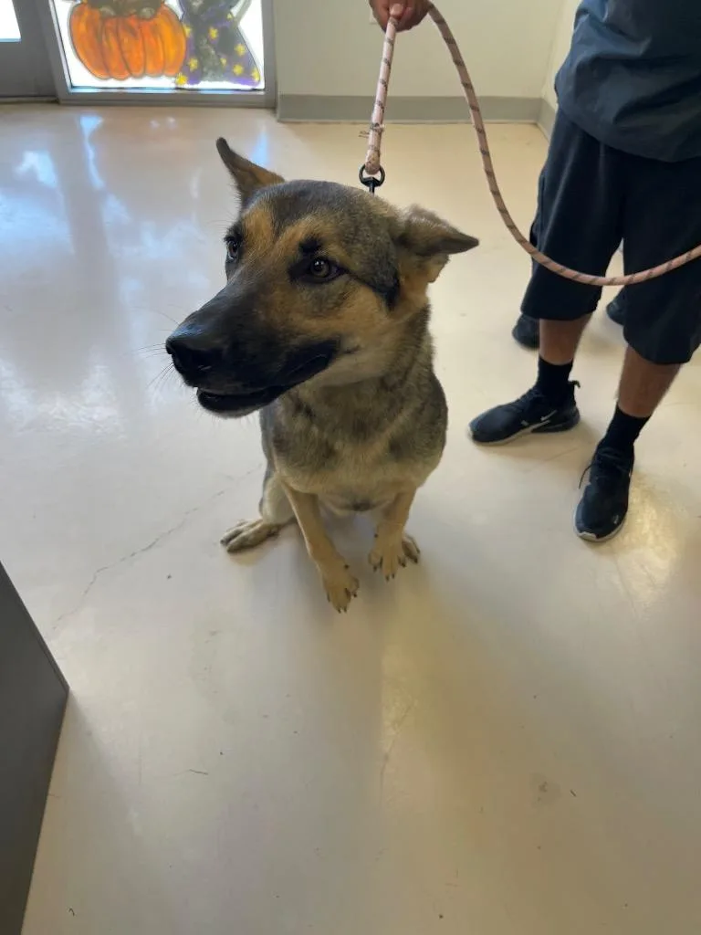 A young medium-sized female German Shepherd Dog dog named Bella for adoption in Belton, TX