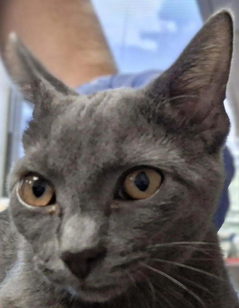 A baby medium-sized female Domestic Short Hair cat named Milly for adoption in Brenham, TX