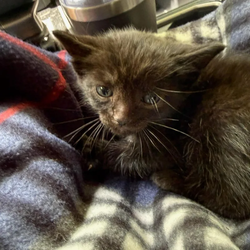 A baby small-sized male Black Domestic Short Hair cat named Sapling for adoption in Chattanooga, TN