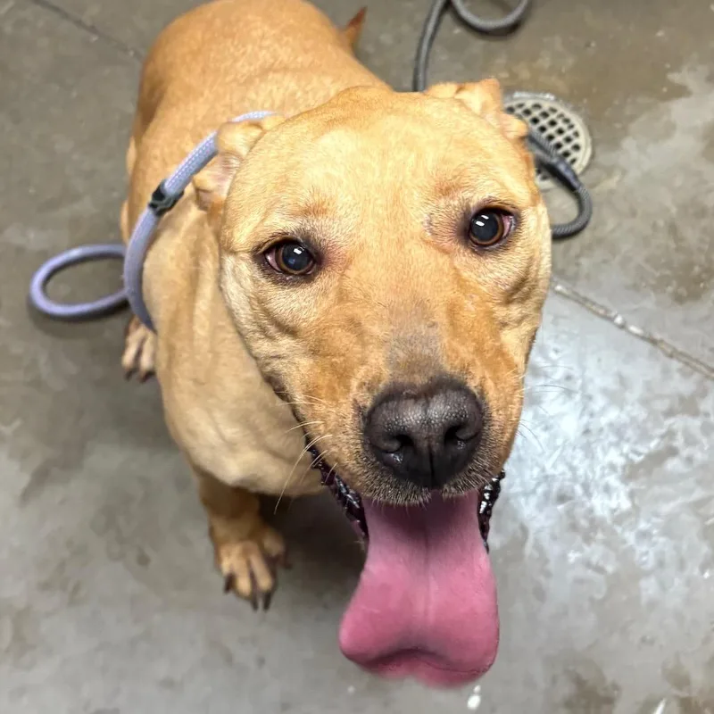 An adult medium-sized female Yellow / Tan / Blond / Fawn Shepherd dog named Nala for adoption in Yuma, AZ