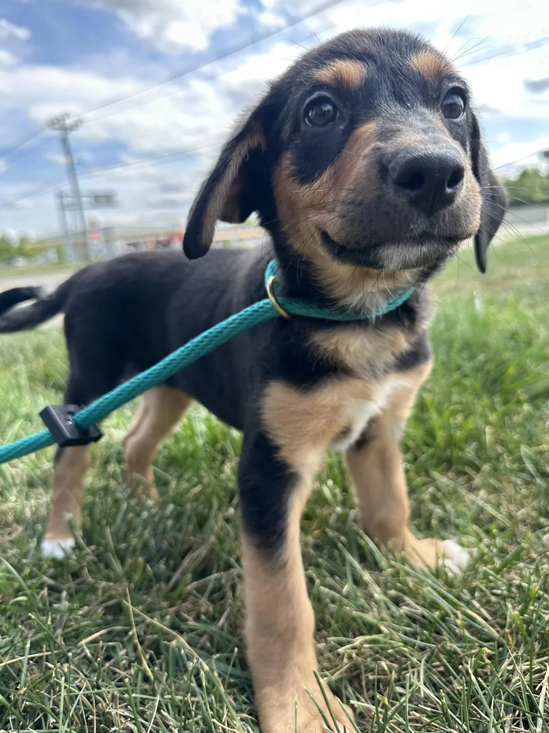 A baby medium-sized female Mixed Breed dog named Giggles McDimples for adoption in Germantown, OH