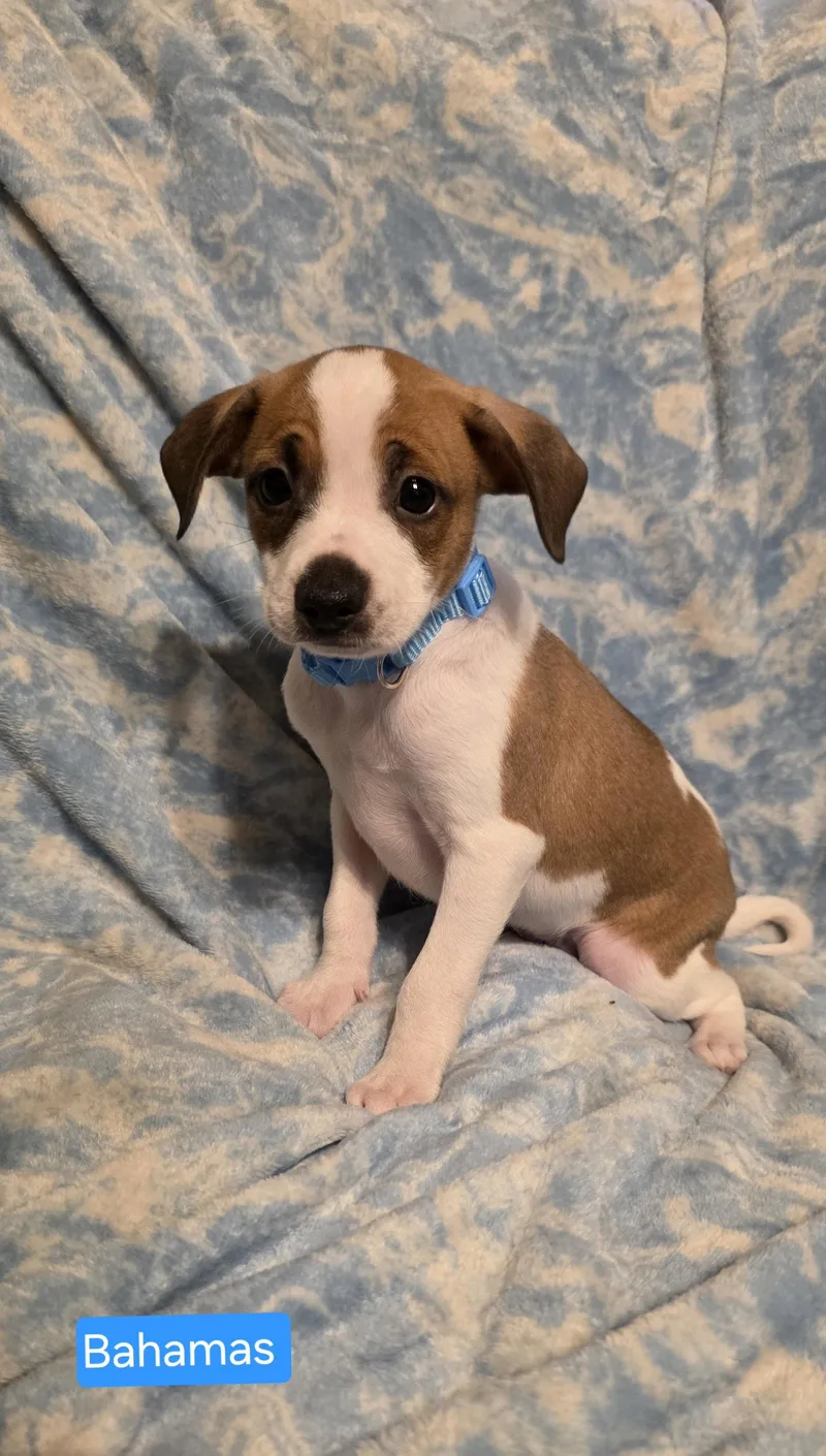 A baby small-sized male Rat Terrier dog named Bahama for adoption in Elgin, IL