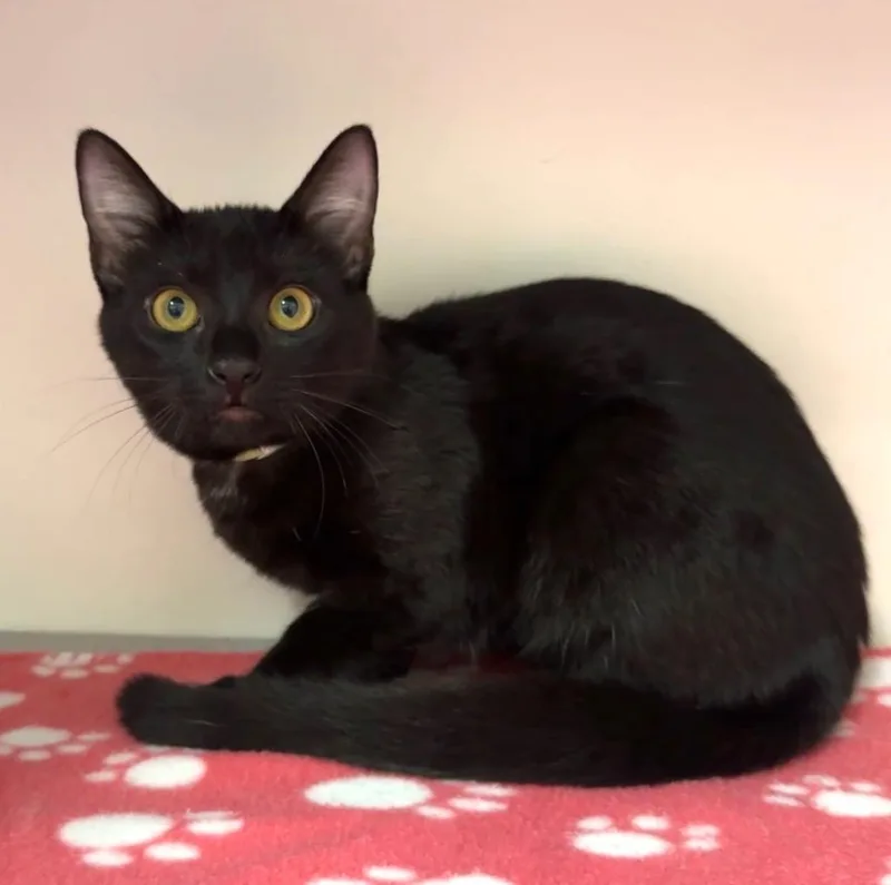 A baby small-sized female Domestic Short Hair cat named Tootles for adoption in Cambria, CA