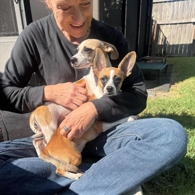 An adult small-sized female Chihuahua dog named Meesha Arriving  D for adoption in Princeton, MN