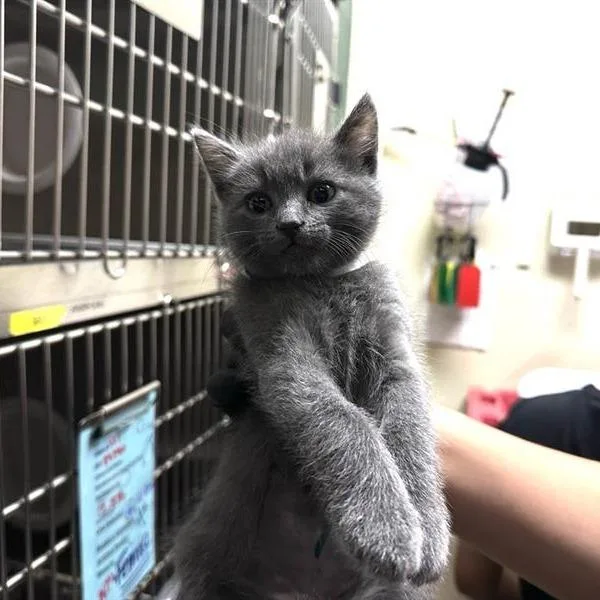 A baby small-sized male Gray / Blue / Silver Domestic Short Hair cat named Garfunkel for adoption in Pasadena, CA