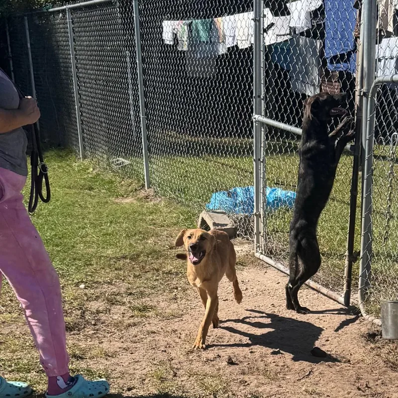 A young small-sized female Yellow / Tan / Blond / Fawn Shepherd dog named Bryn for adoption in Hinesville, GA