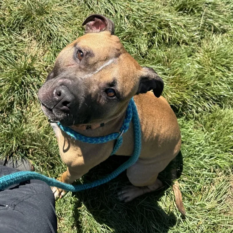A young medium-sized male Yellow / Tan / Blond / Fawn Mixed Breed dog named Madden for adoption in Youngstown, OH