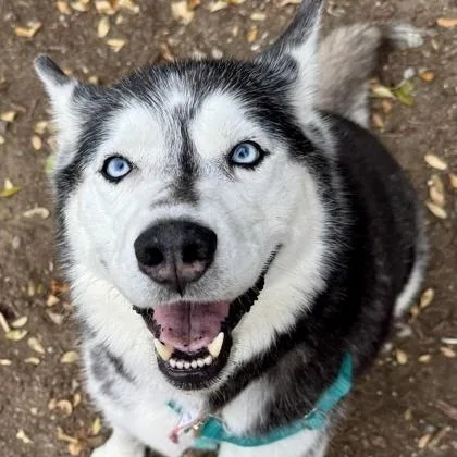 A senior large-sized female Black Siberian Husky dog named Kimber for adoption in Santa Cruz, CA