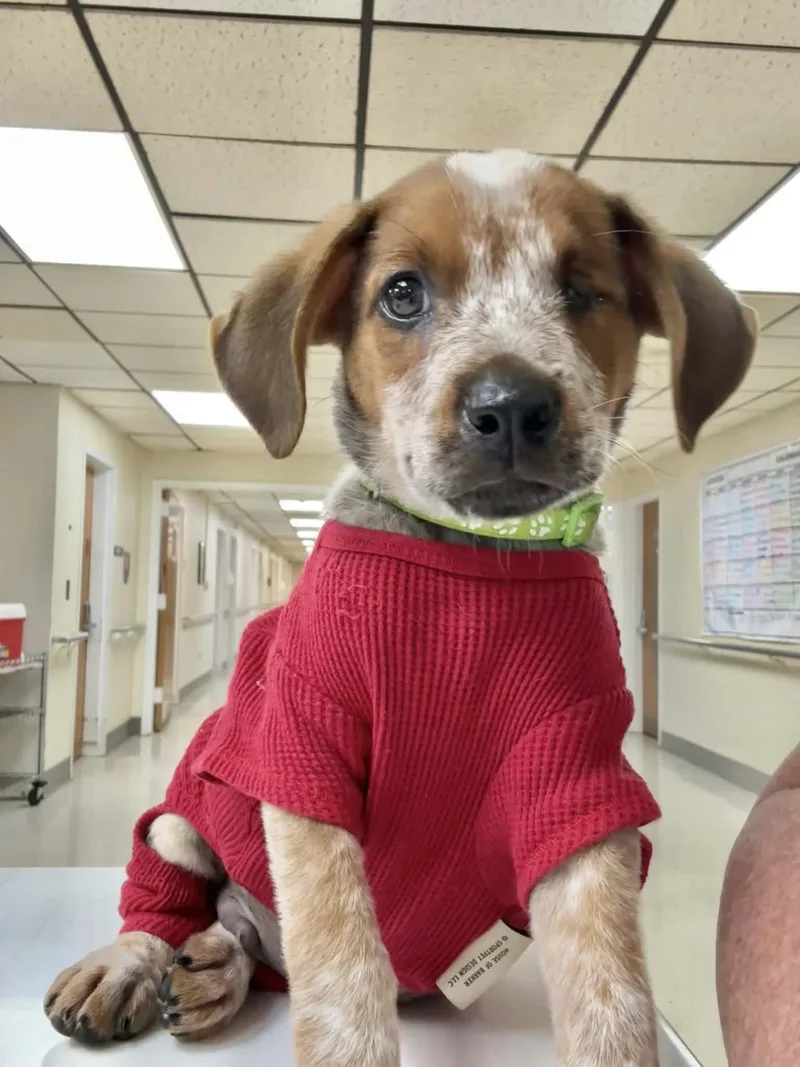 A baby medium-sized male Australian Cattle Dog / Blue Heeler dog named Fletcher for adoption in Groton, CT