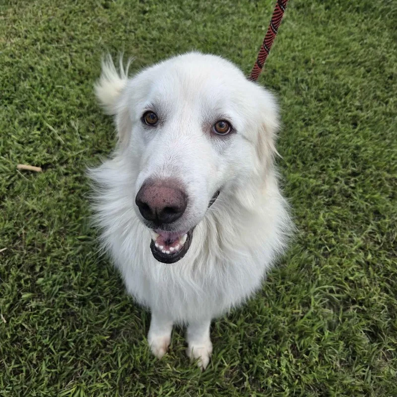 An adult medium-sized male White / Cream Great Pyrenees dog named Maverick for adoption in Beaumont, TX