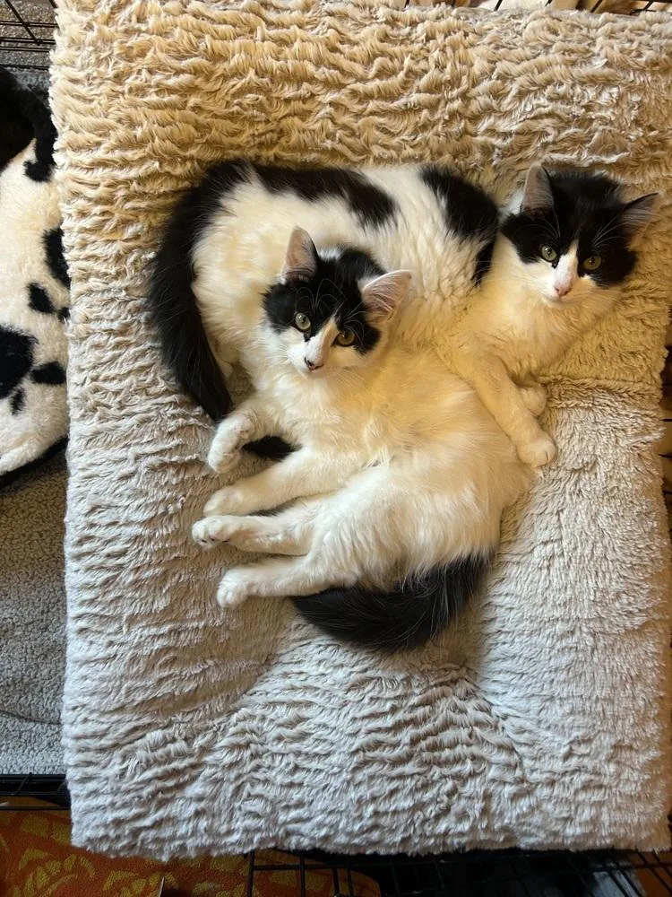 A young medium-sized female Black & White / Tuxedo Domestic Long Hair cat named Olive for adoption in Lansing, MI