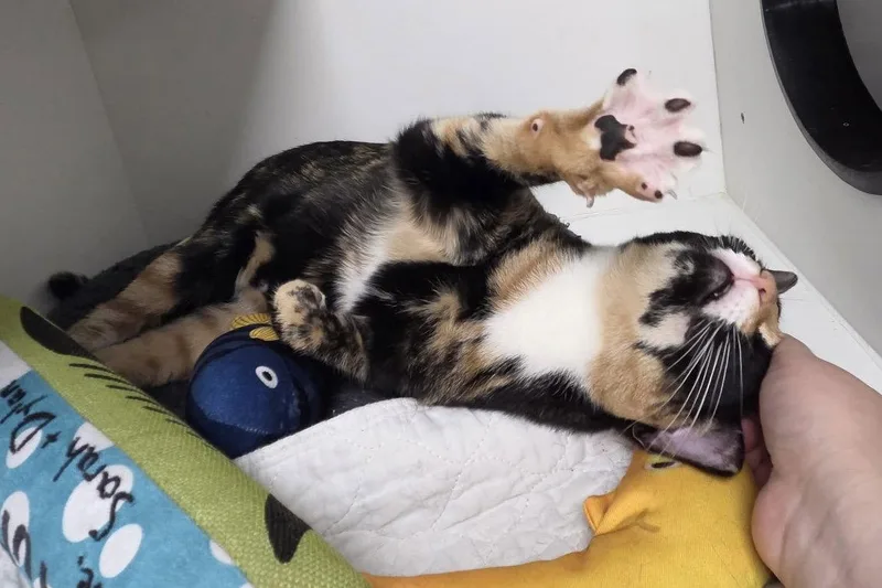 An adult medium-sized female Domestic Short Hair cat named Takini for adoption in Satellite Beach, FL