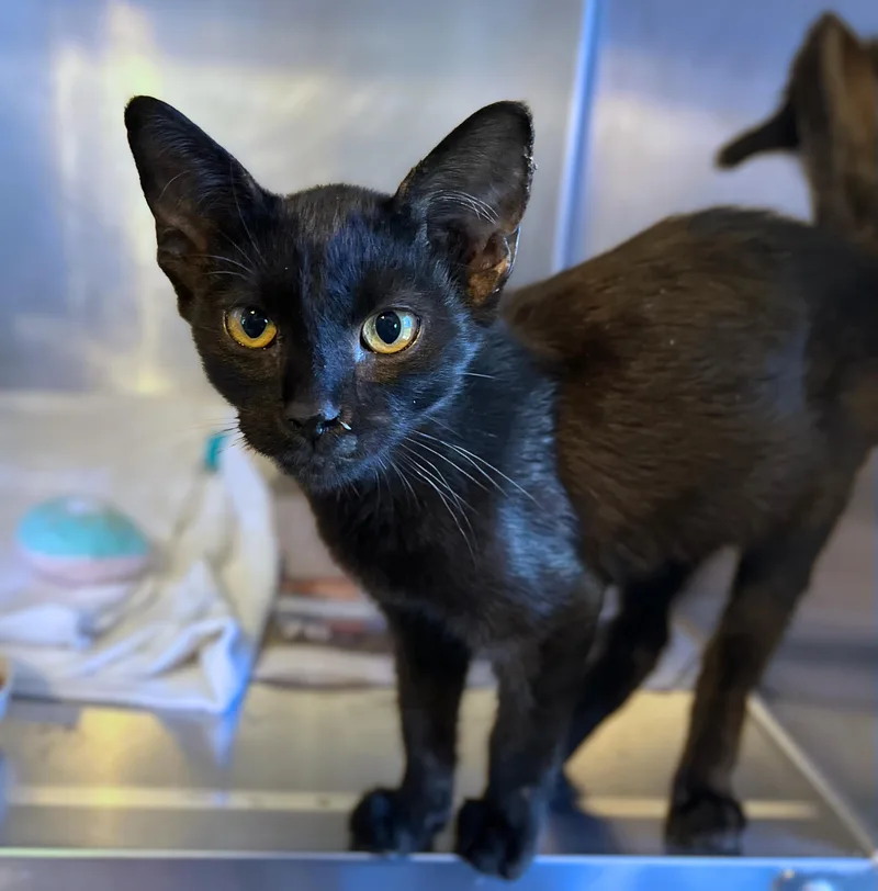 A baby medium-sized male Black Domestic Short Hair cat named Loverboy for adoption in Seville, OH