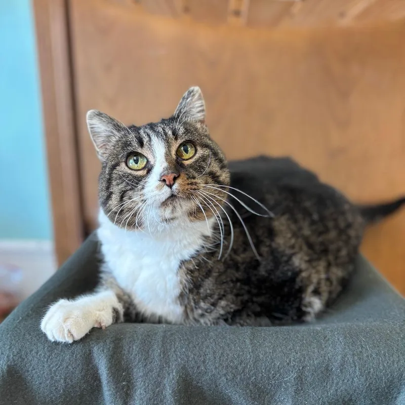 An adult medium-sized female Brown / Chocolate Domestic Short Hair cat named Jane Pawstin for adoption in Fargo, ND
