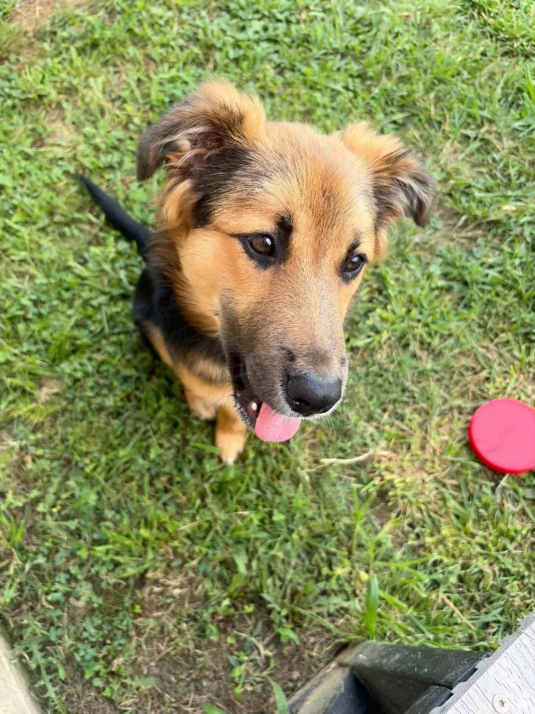A baby medium-sized male Mixed Breed dog named Georgie for adoption in Gallatin, TN