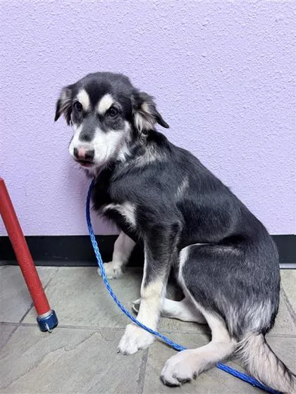 A baby medium-sized male Black Mixed Breed dog named 61394626 for adoption in El Paso, TX