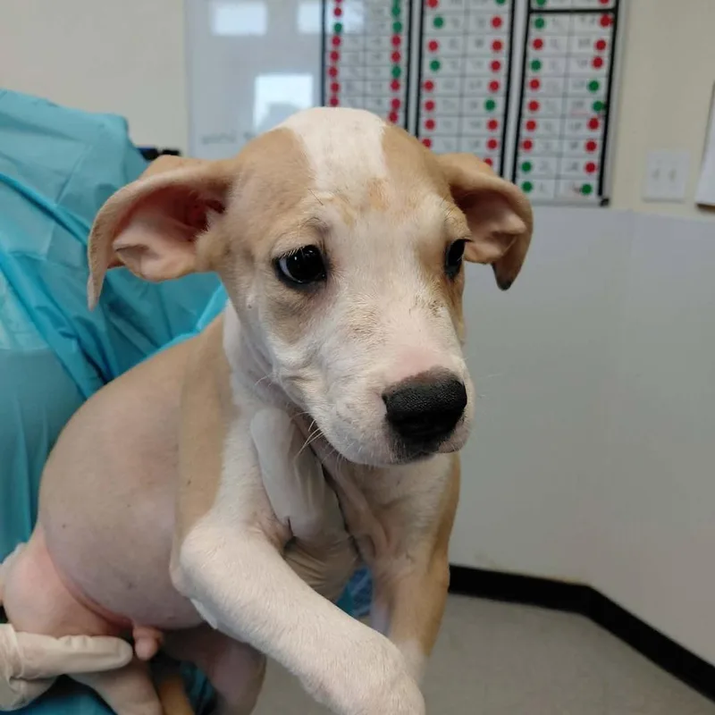 A baby small-sized male White / Cream Mixed Breed dog named Acorn Cap for adoption in Austin, TX