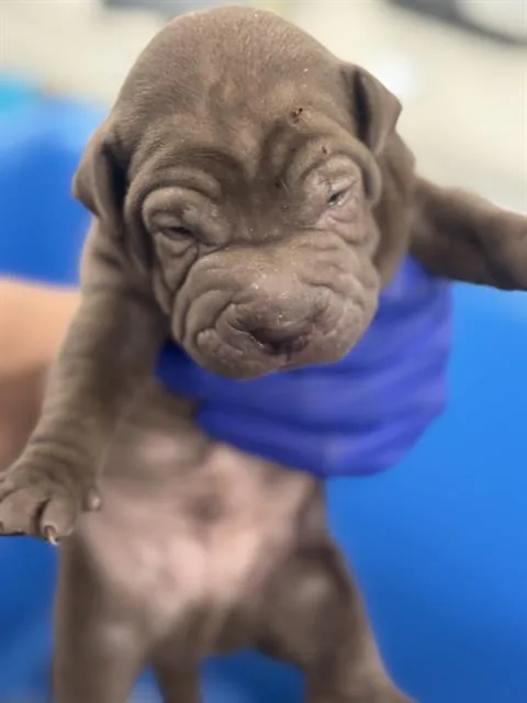 A baby medium-sized male Mixed Breed dog named Chocolate for adoption in Dallas, TX