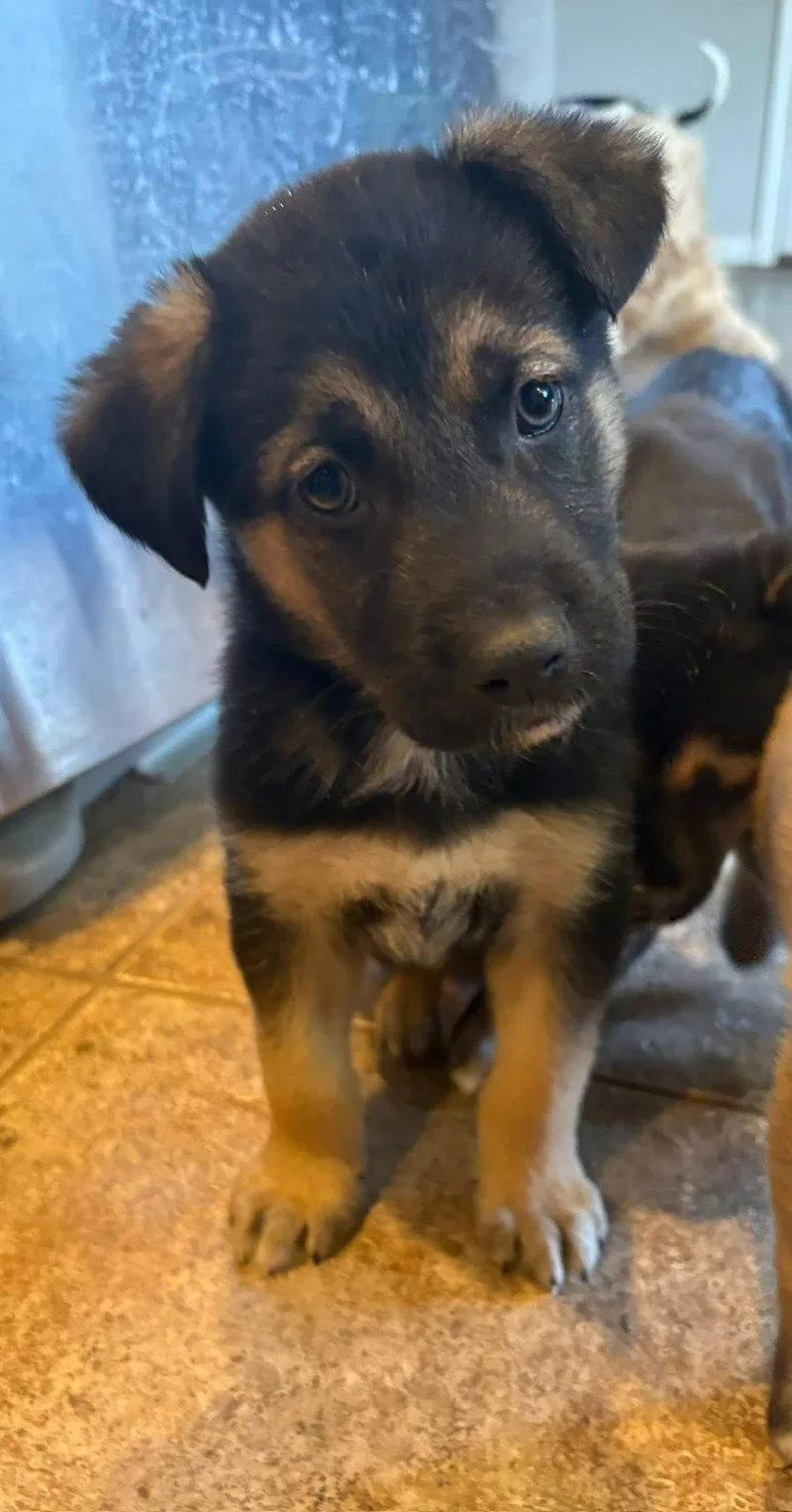 Wallstreet thumbnail 3