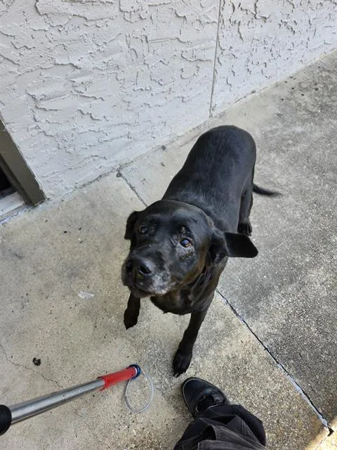 A senior large-sized female Labrador Retriever dog named Maya for adoption in San Antonio, TX