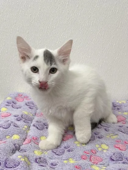 A young small-sized male Domestic Short Hair cat named Beef Wellington for adoption in Phoenix, AZ