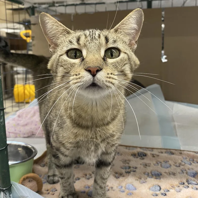 A young large-sized female Brown / Chocolate Domestic Short Hair cat named Lanay for adoption in Union, MO