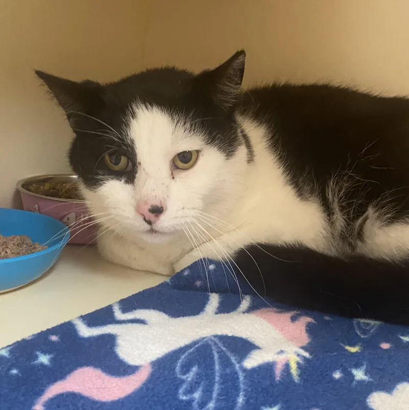 An adult medium-sized male Black & White / Tuxedo Domestic Short Hair cat named Baxter for adoption in Elyria, OH