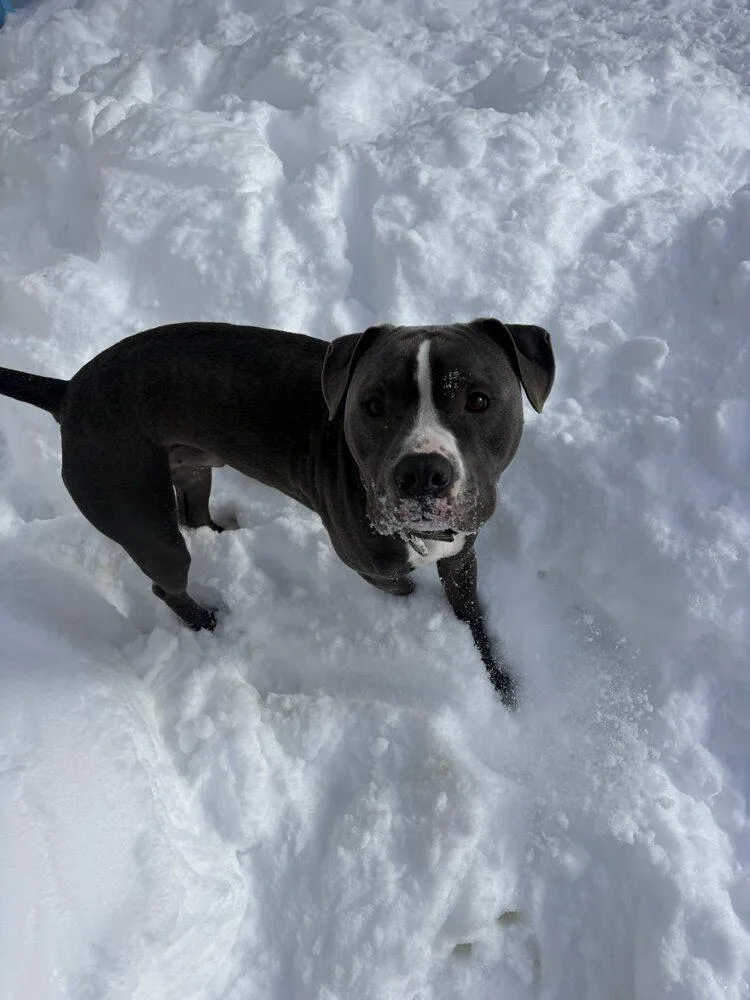 Augustus thumbnail 2