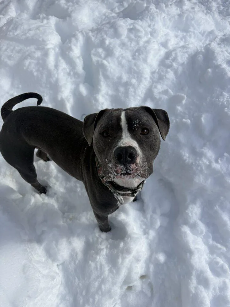 Augustus thumbnail 3