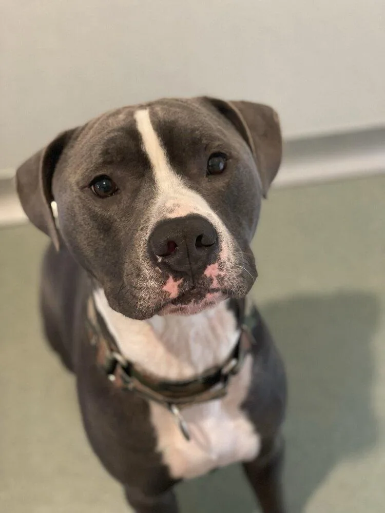 Augustus thumbnail 4