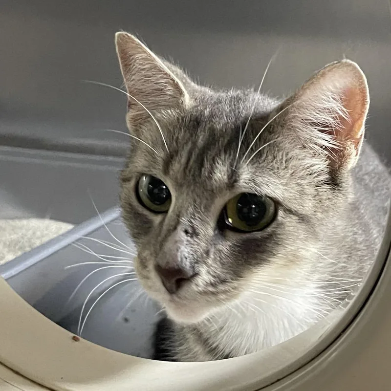 A young small-sized female Gray / Blue / Silver Domestic Short Hair cat named Hamden Mama for adoption in Westport, CT