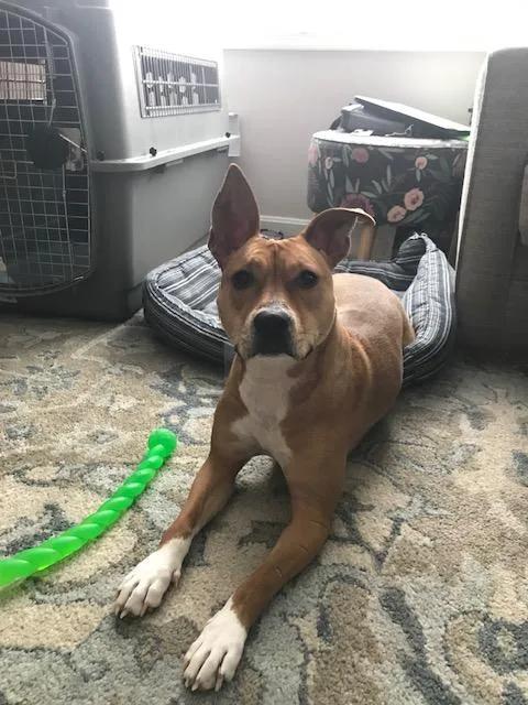 An adult medium-sized female White / Cream Mixed Breed dog named Charlie for adoption in Chesapeake Beach, MD