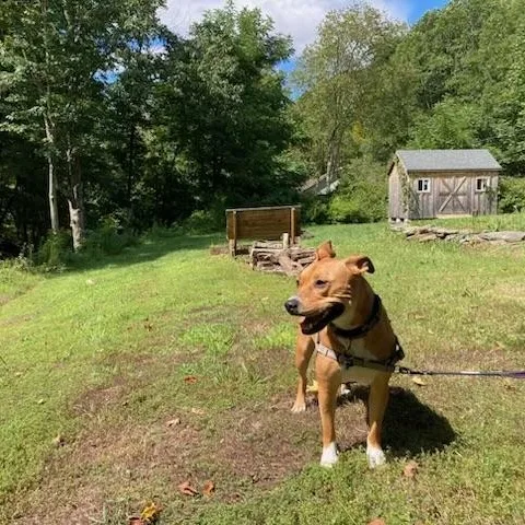 Charlie thumbnail 2