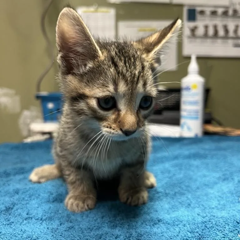 A baby small-sized male Brown / Chocolate Domestic Short Hair cat named Onion for adoption in Baltimore, MD