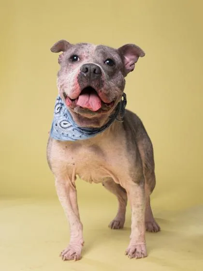 An adult large-sized male Pit Bull Terrier dog named Bombay for adoption in Atlanta, GA