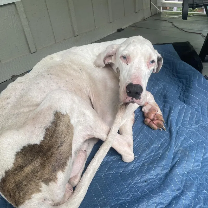 A senior large-sized female White / Cream Great Dane dog named Annie for adoption in Wadena, MN