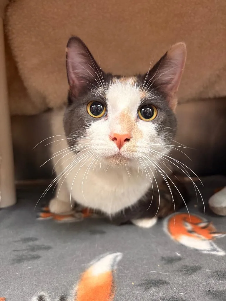 A baby small-sized female Calico cat named Marble for adoption in Detroit, MI