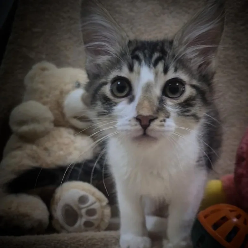 A baby small-sized male Black Domestic Medium Hair cat named Idris for adoption in Upland, CA