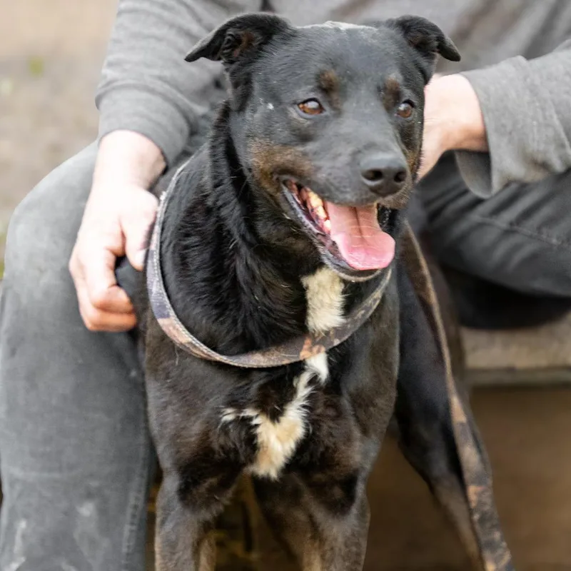 Crunchy  Mojo thumbnail 3