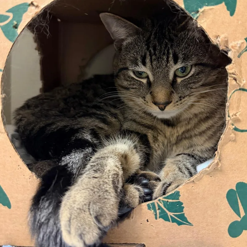 A young large-sized male Brown / Chocolate Domestic Short Hair cat named Enzo for adoption in Fairport, NY