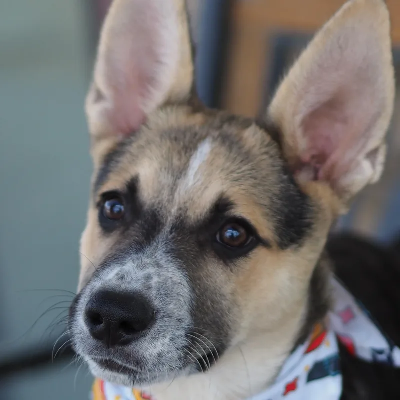 Dingo