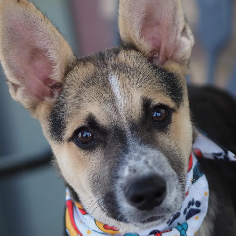 Dingo thumbnail 2