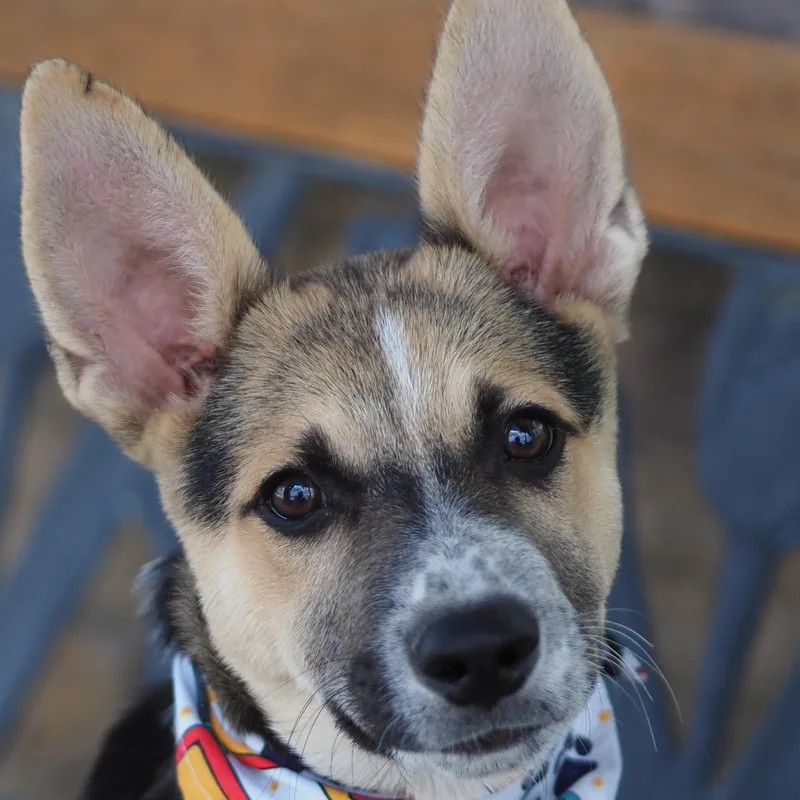 Dingo thumbnail 3