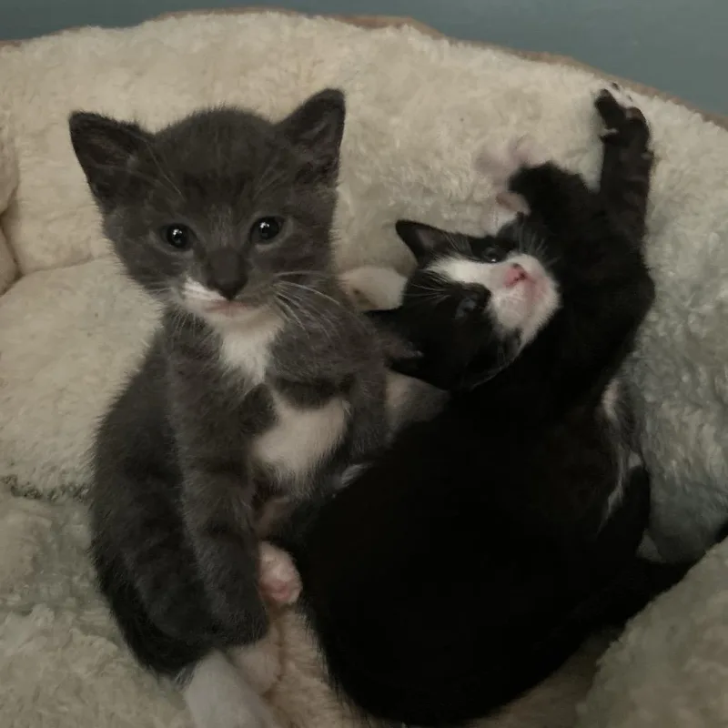 A baby small-sized female Gray / Blue / Silver Domestic Short Hair cat named Lily for adoption in Long Beach, CA