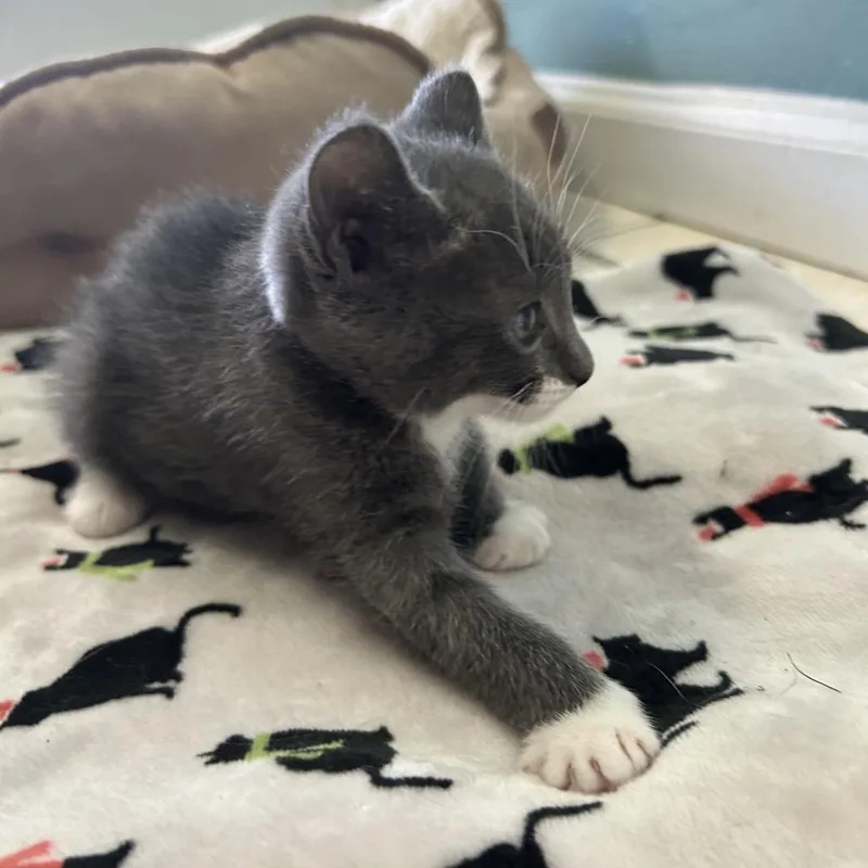Lily thumbnail 5