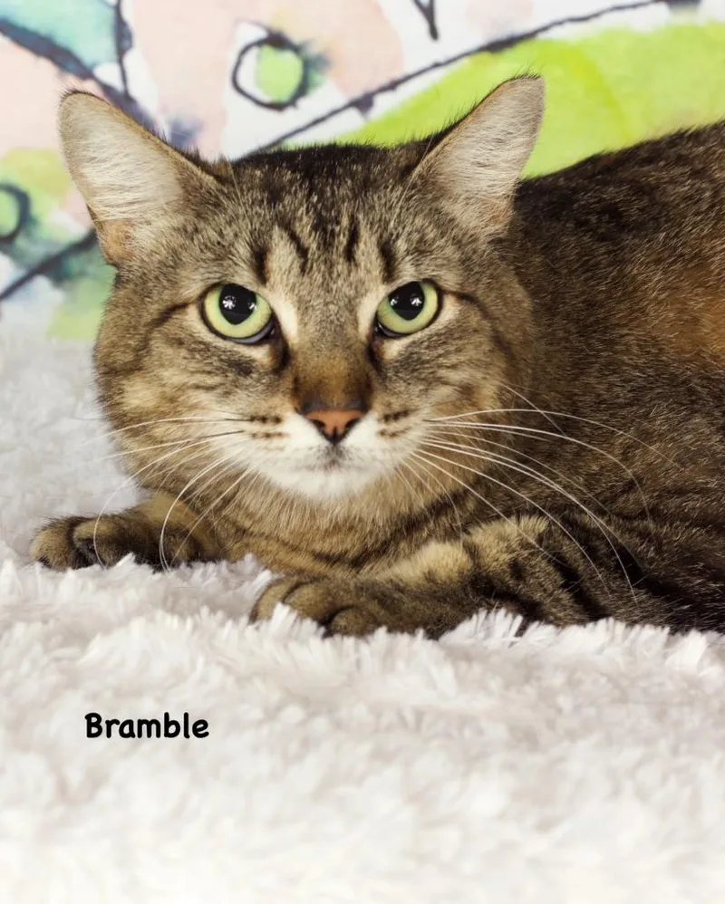 An adult medium-sized female Domestic Short Hair cat named Bramble for adoption in Gilbert, AZ