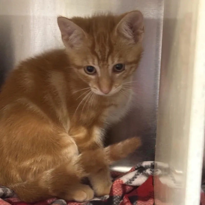 A baby small-sized male Orange / Red Domestic Short Hair cat named Knuckles for adoption in Newark, NJ