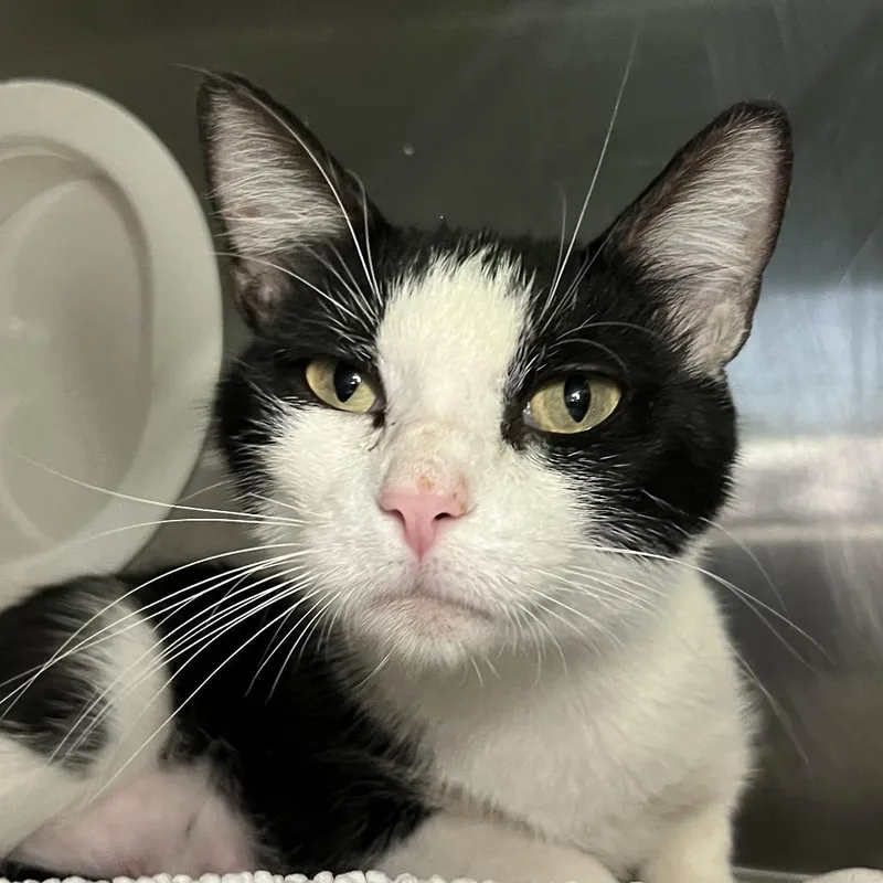 A young medium-sized female White Domestic Short Hair cat named Jaga for adoption in Palm Springs, CA