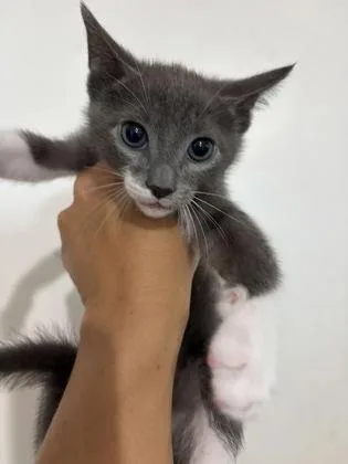 A young medium-sized male Gray & White Domestic Short Hair cat named Miller for adoption in Key West, FL