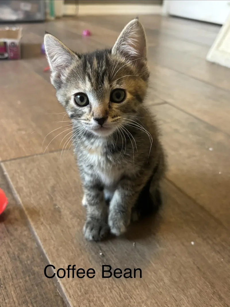A baby small-sized female Domestic Short Hair cat named Coffee Bean for adoption in queen creek, AZ